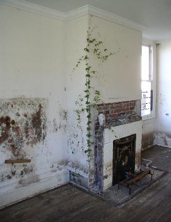 [Some ivy growing
inside the house]