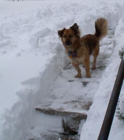 [Nutmeg standing among snow up to his shoulder]