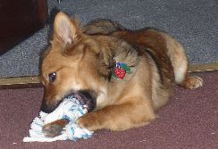 Chewing on a toy