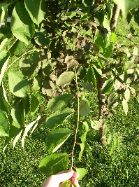 [tree with some purple leaves]